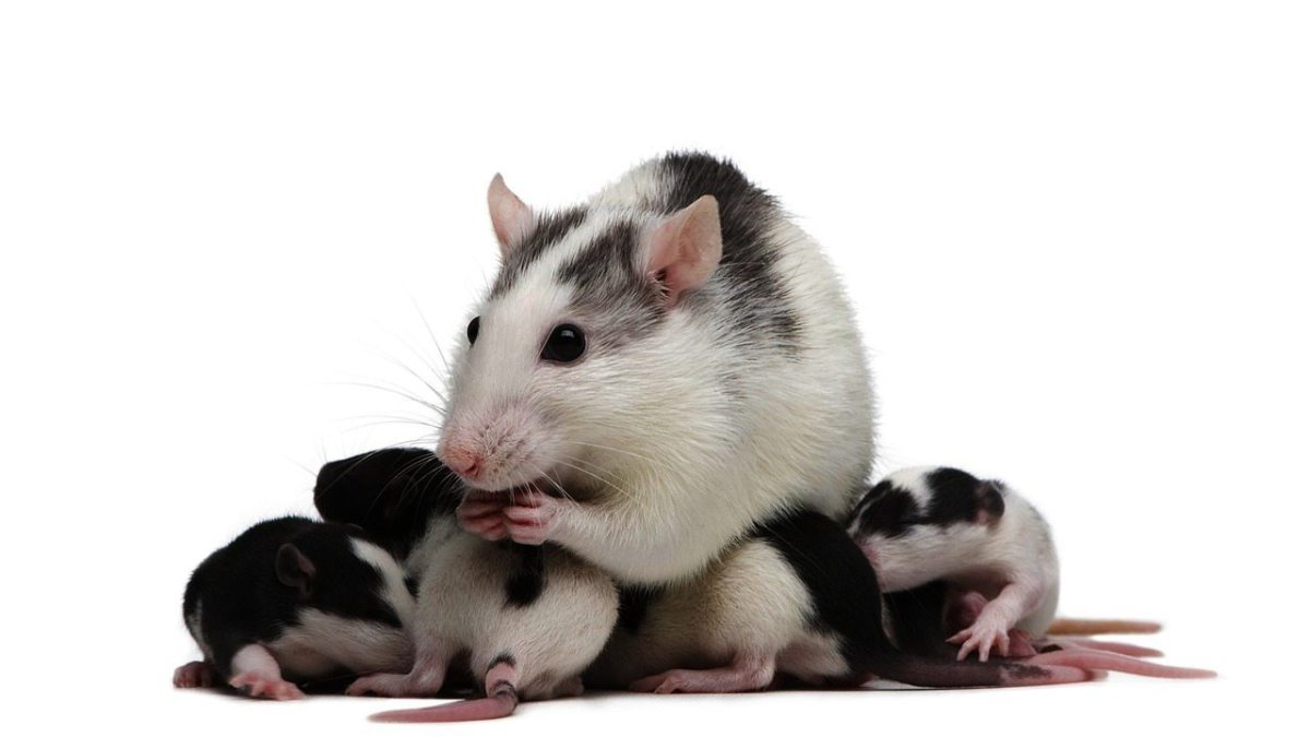 Camada de ratones, tomada de https://www.howcast.com/videos/509444-how-to-care-for-a-pregnant-rat-pet-rats